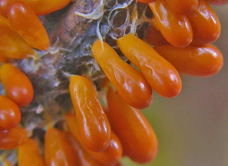 Leocarpus fragilis (Dicks.) Rostaf.